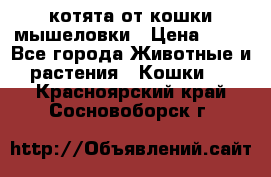 котята от кошки мышеловки › Цена ­ 10 - Все города Животные и растения » Кошки   . Красноярский край,Сосновоборск г.